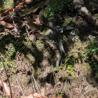 こんな季節。大山アナコンダちゃん🐍三浦アナコンダちゃんとはhttps://yamap.com/activities/44570072