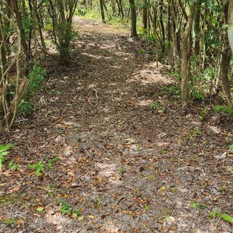 綺麗に整備された登山道でした。