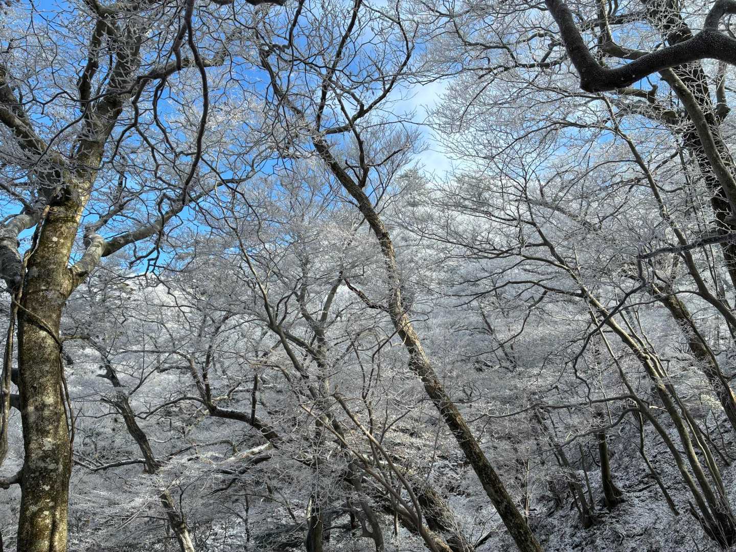 四季見橋登山口-親父山-障子岳 往復コースの写真