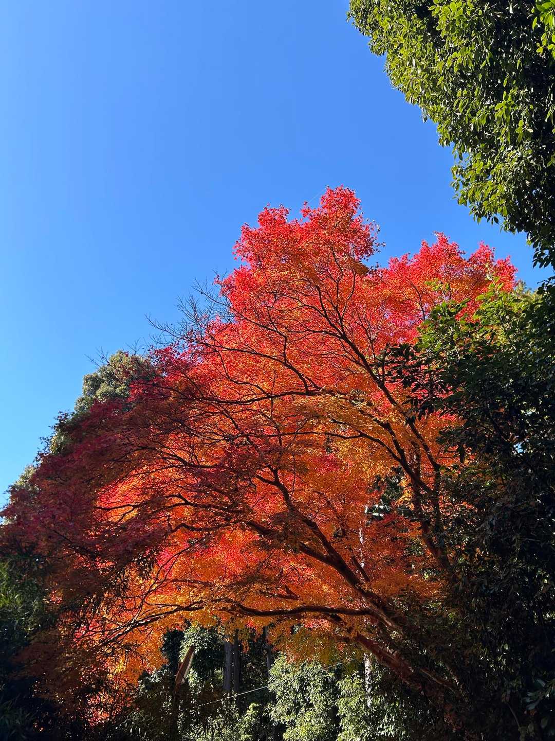 八神社登山口 往復コースの写真