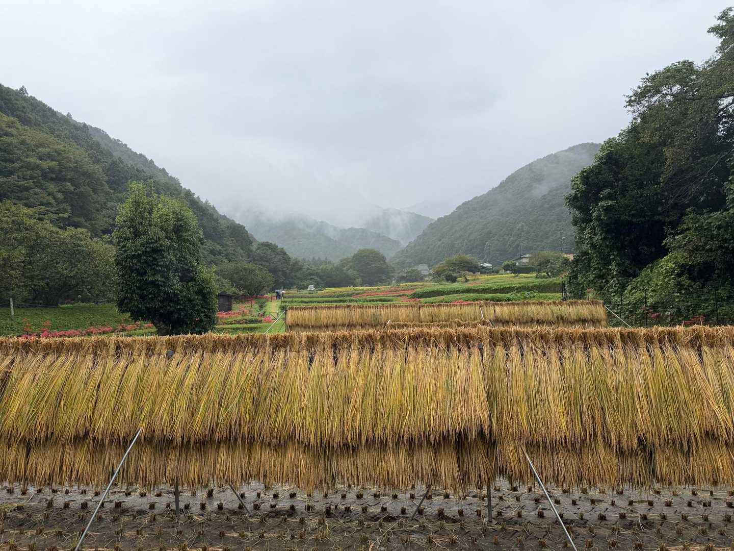 日向薬師バス停-日向薬師-日向山登山道入口-日向山 往復コースの写真