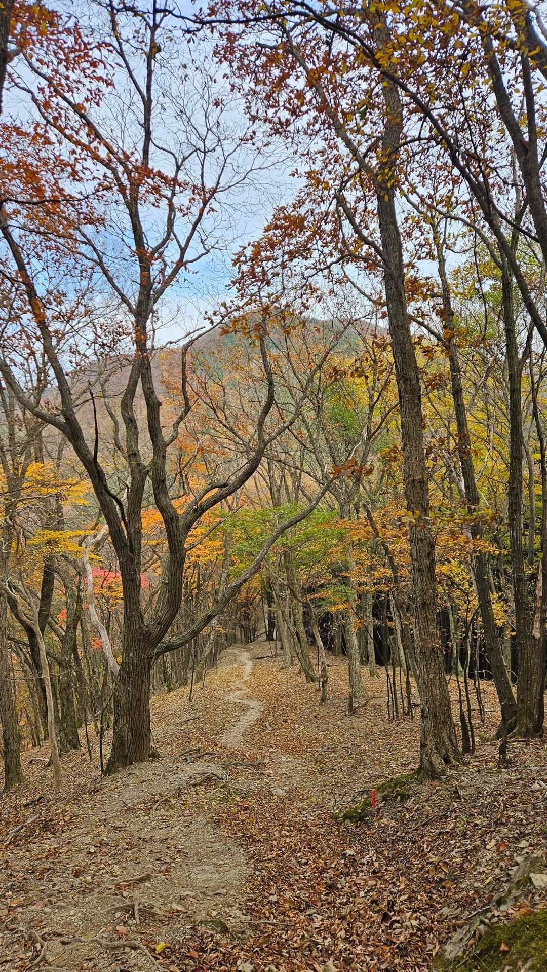 武甲山御嶽神社 一ノ鳥居-妻坂峠-横倉山-ウノタワ 往復コースの写真