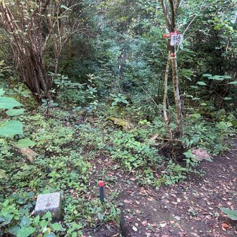 本日の1座目、根古峰山頂
