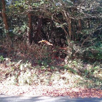 大平山はと。。。
よくわからないのでここから入ってみる。
車が通行中に入ると「野生のオッサン出没」となるので誰もいない時に🥷
その後クモの巣に顔面囚われ絶叫😨