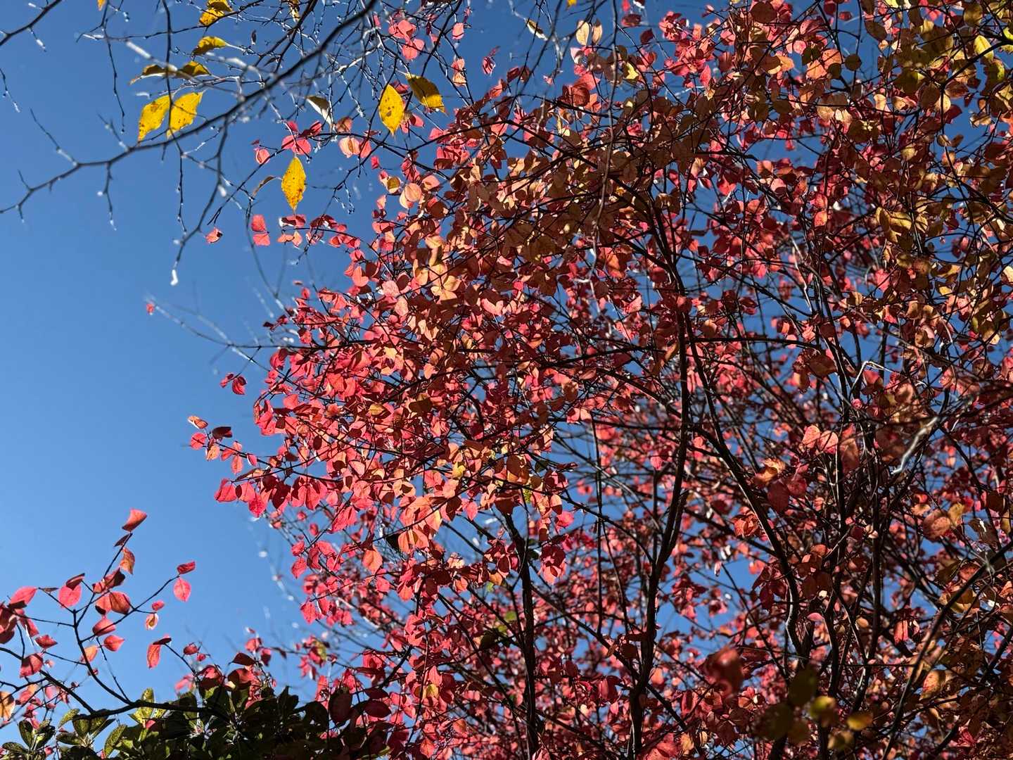 サーモンピンクのような美しい紅葉