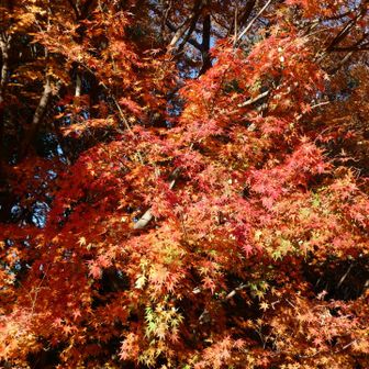 まだ紅葉が残ってます🍁