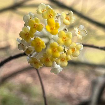 ミツマタ。
いい香り🤗