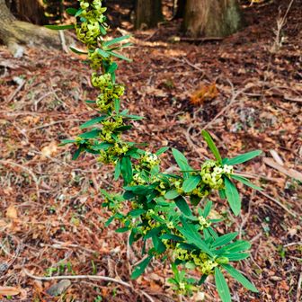 これは何？
作り物のような鮮やかさ。