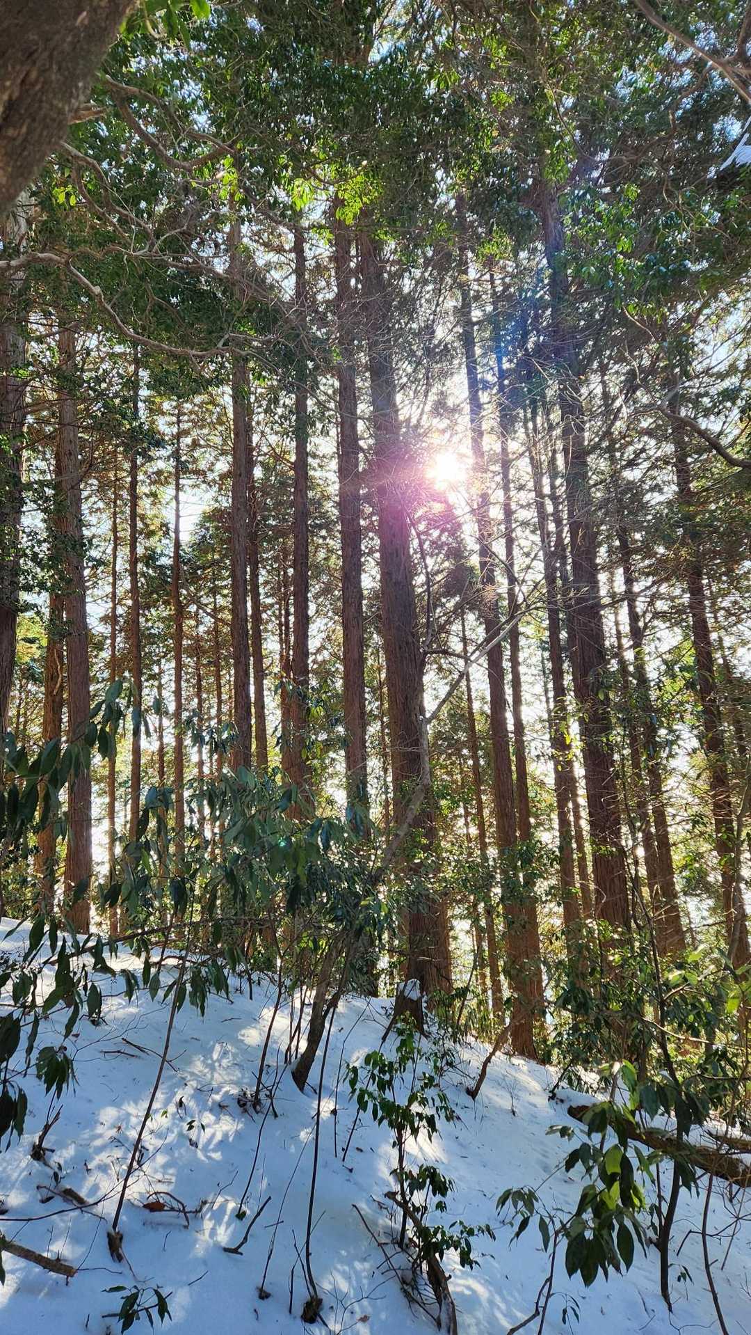 伏石登山口-　 往復コースの写真