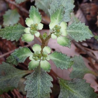 イワボタンかヨゴレネコノメの開花前か？