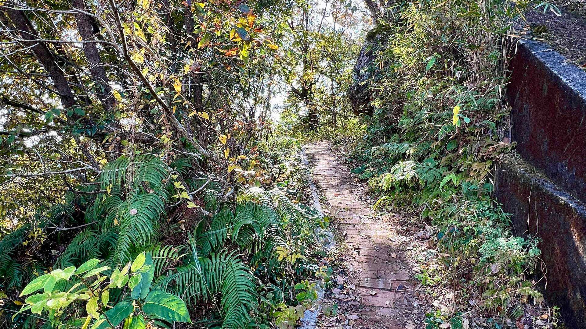 皿ヶ峰-鷲尾山 往復コースの写真