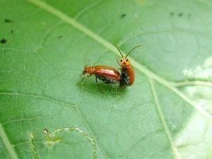 スタープラチナ