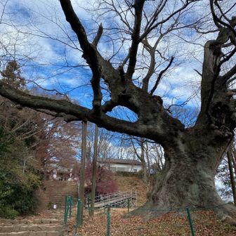山頂到着。
ぬきんでる　新田神社の大ケヤキ(旧太田市民憲章カルタ)
群馬のかるたは上毛かるただけではない。