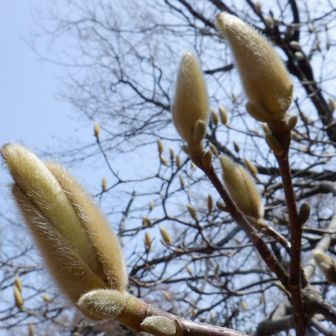 コブシの蕾も膨らんで来ました😊