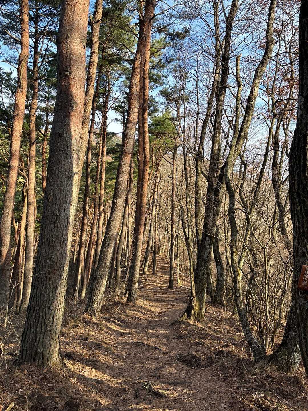 ミネ山-毛無山 周回コースの写真