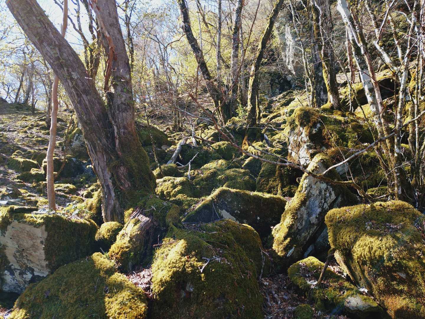雰囲気よい苔庭💚