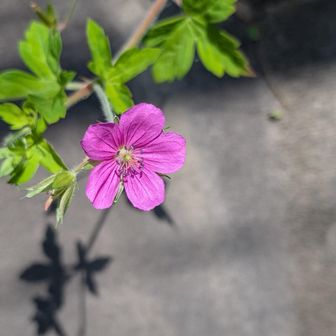 ゲンノショウコは元気いっぱい🌸🌸
