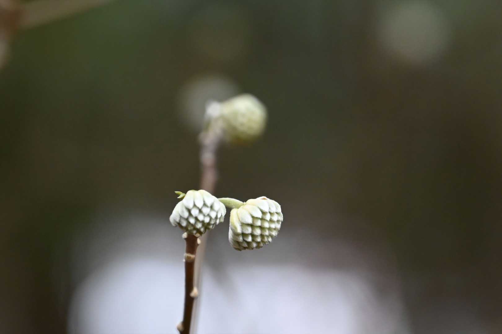 花の季節も楽しみで〜す。