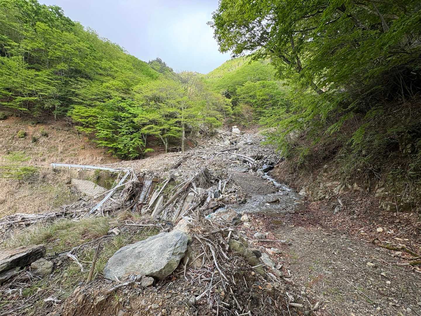 行くての林道