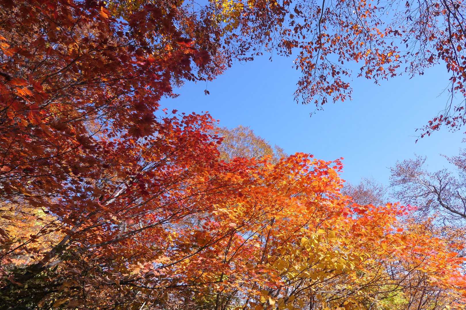日光が当たって紅葉が綺麗です。