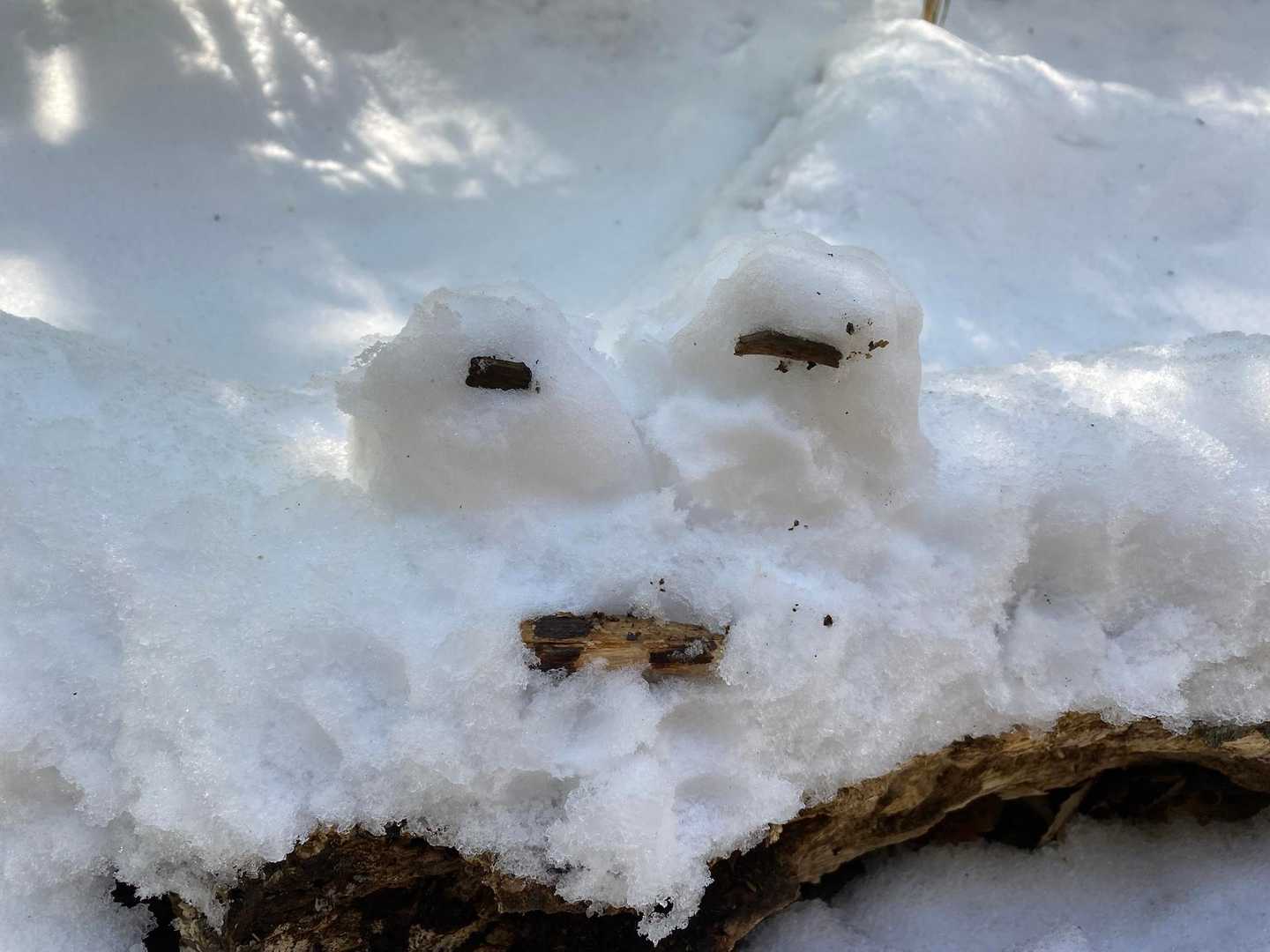 🐸のツモリ