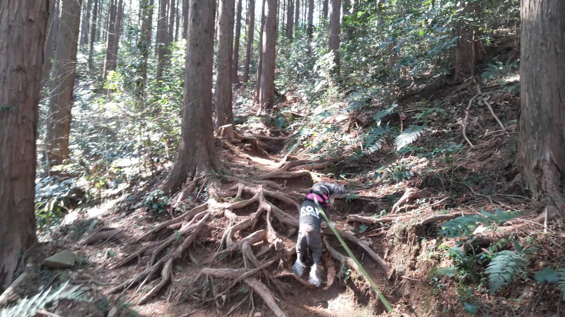大高取山まであと少し
この辺りは木の根が剥き出しになっているところが結構あります