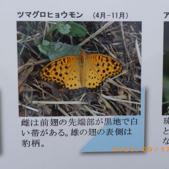 先ほど見かけました。