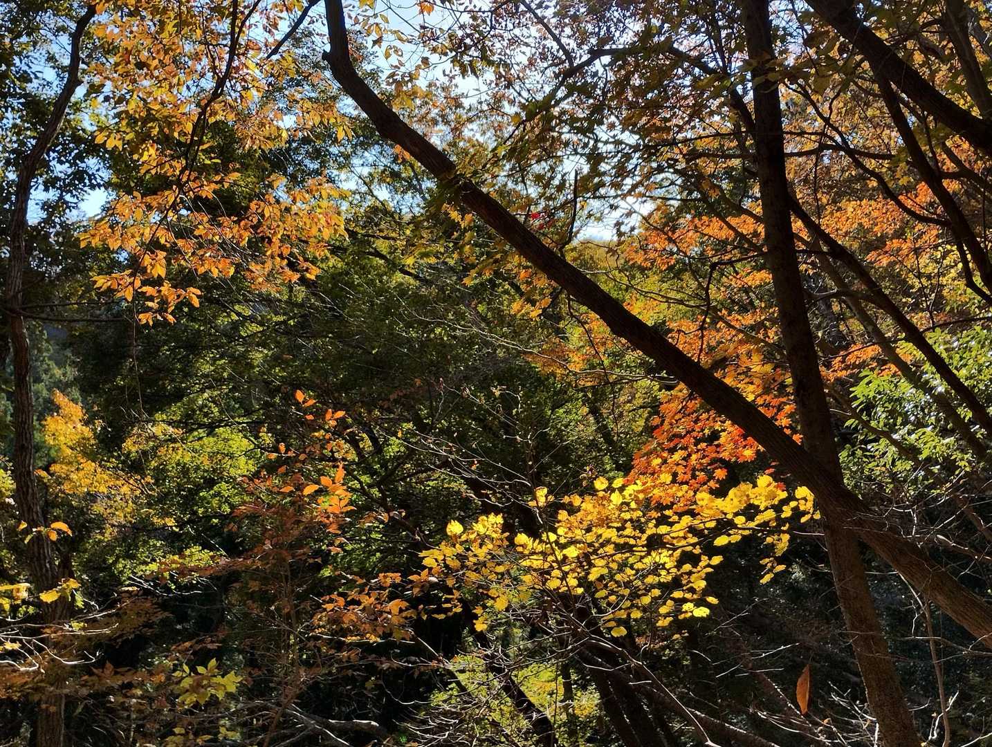 鍋転山までの尾根歩きは紅葉を楽しみながら進みます😊