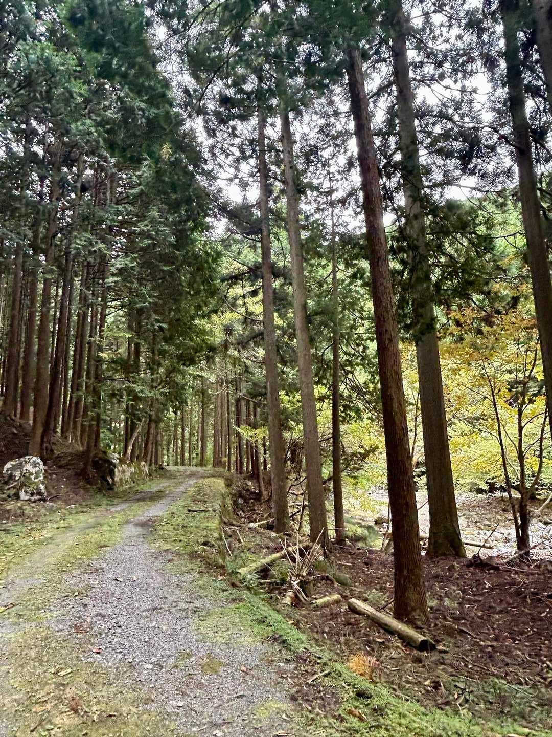 あとは林道でのんびり