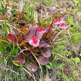 イワカガミ（岩鏡）は、日本の高山や山地に見られるイワウメ科の常緑多年草です。「岩鏡」という名前は、岩場に生え、光沢のある艶やかな葉が鏡のように見えることに由来します。(Google)