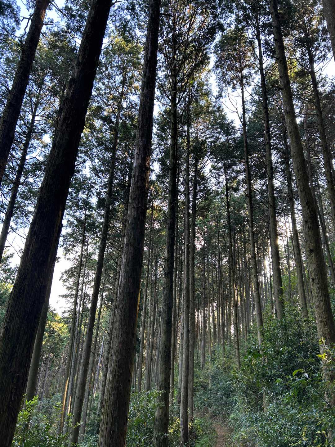 すぎー