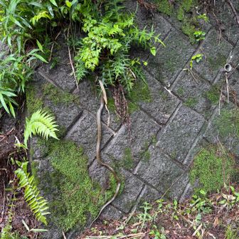 道路の端っこにアオダイショウがいた！
と思って写真撮るまでの間に大移動