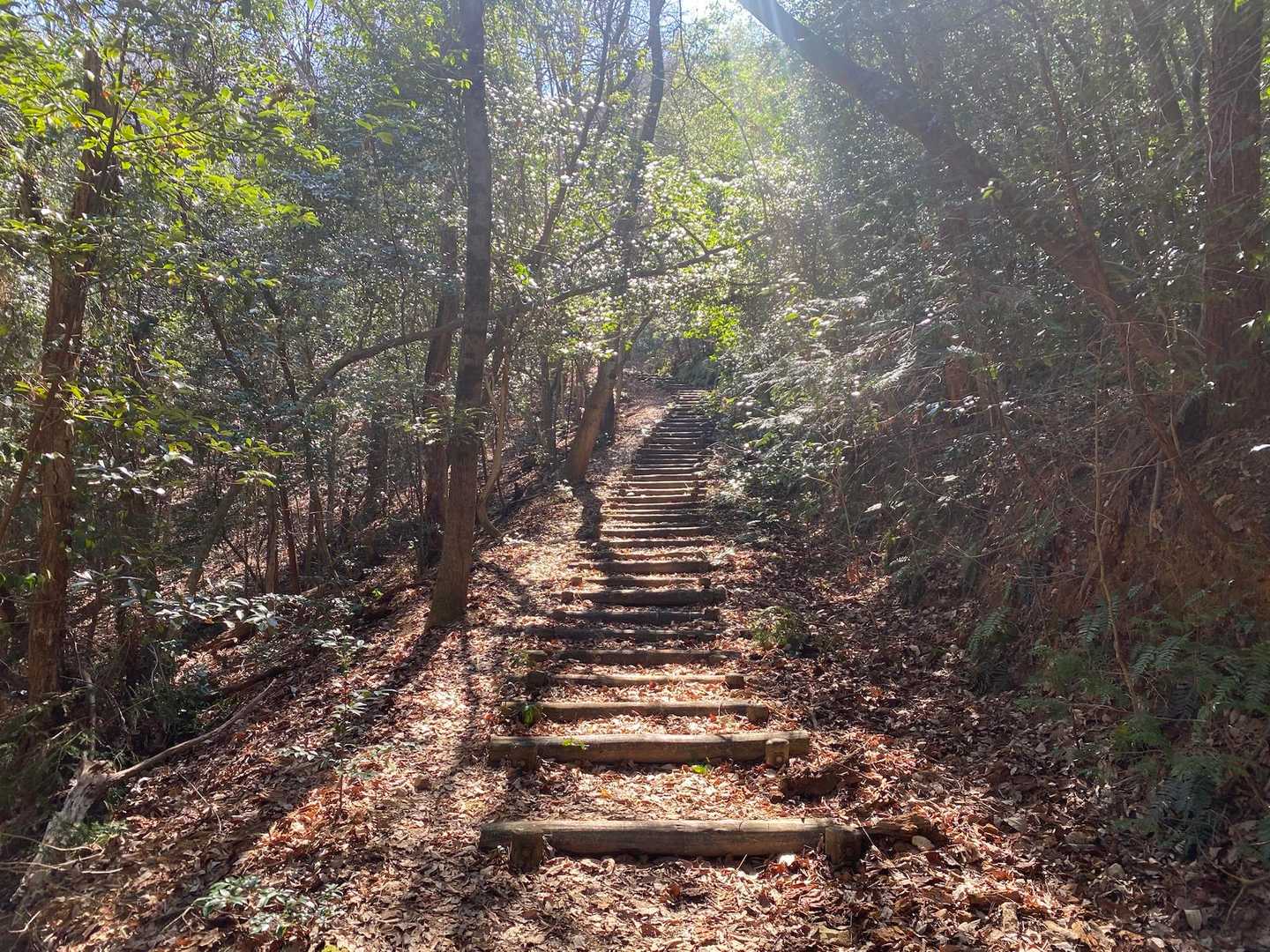 戻りは駐車場まで誰にも会いませんでした
うーん…やっぱり岩坂山→金山ルート、チャレンジするべきだったのかな〜、と少し後悔