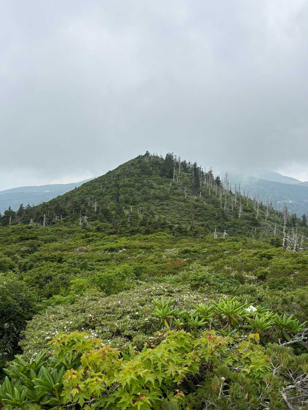 刈田峠-前山-杉ヶ峰-芝草平 往復コースの写真