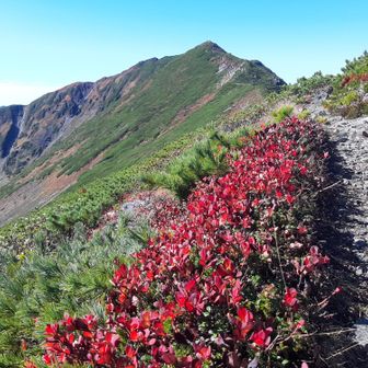 草紅葉と幌尻岳(ニセ)
ホントのピークはもっと奥