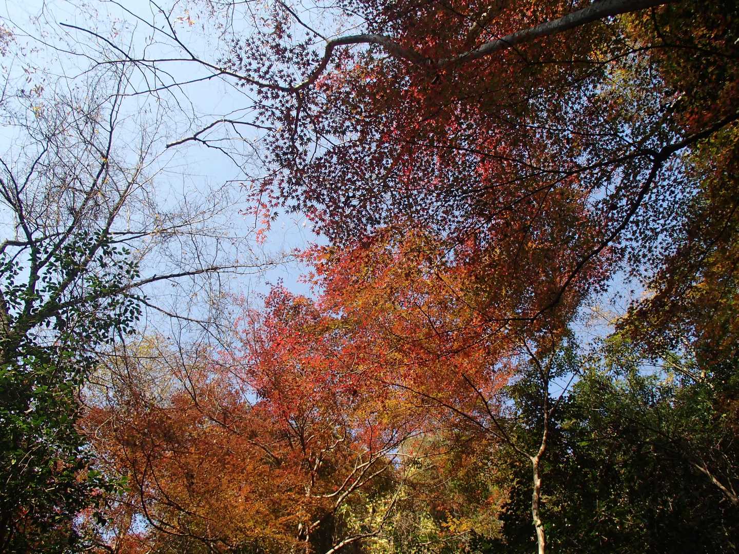 紅葉が色づいてます