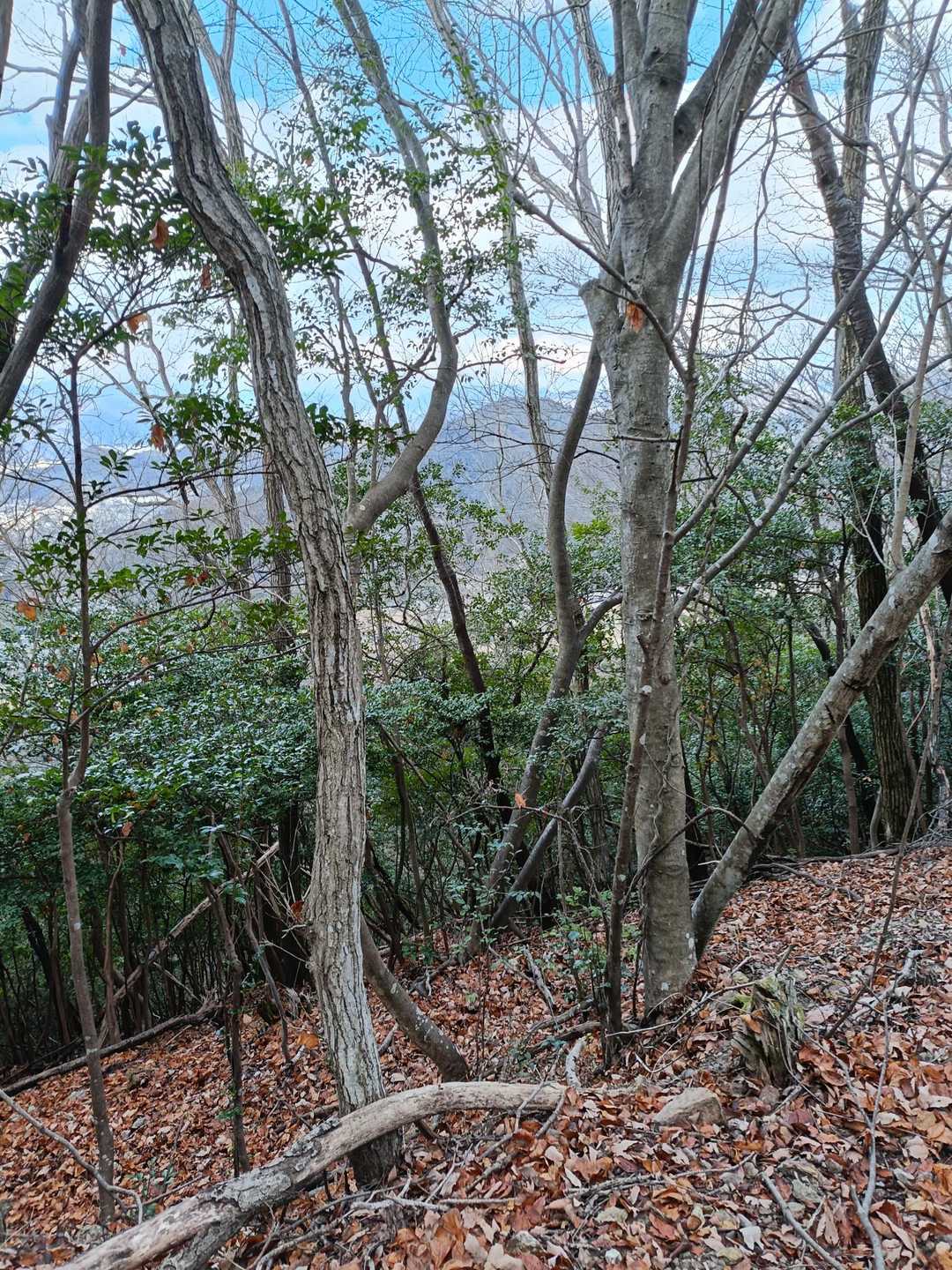 向こうに見えてる山は城山だったかなぁ🤔