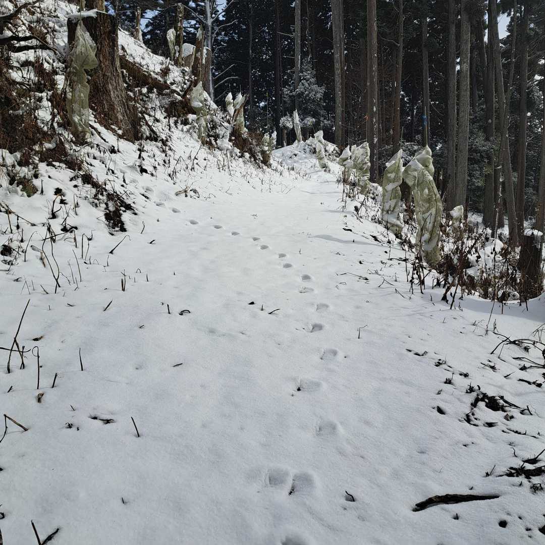 動物の足跡🐾
着いていったらルートに乗った✌