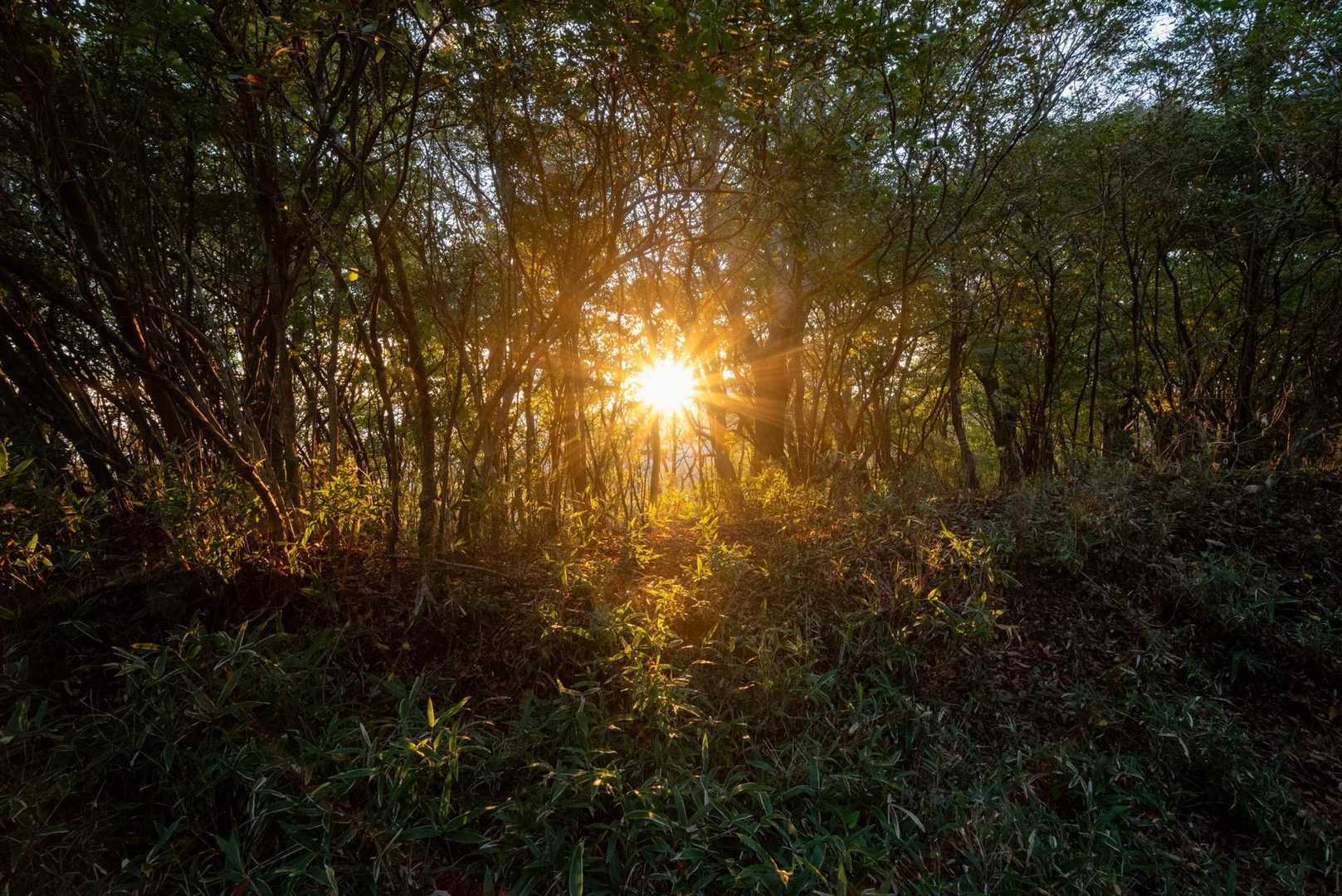金時山登山口-丸鉢山-金時山 往復コースの写真