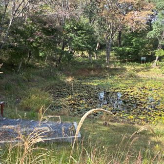 池もあります。