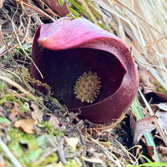 匍匐前進しているよな🦎