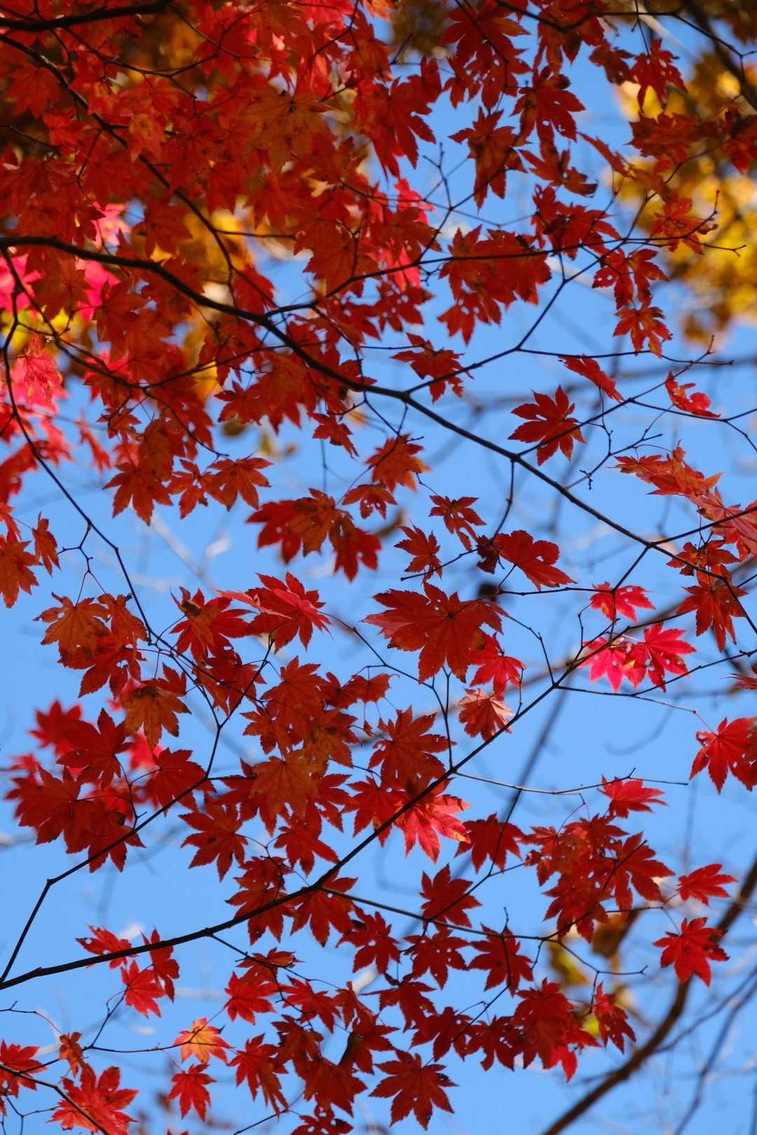 紅の紅葉はこれが一番よかったかな