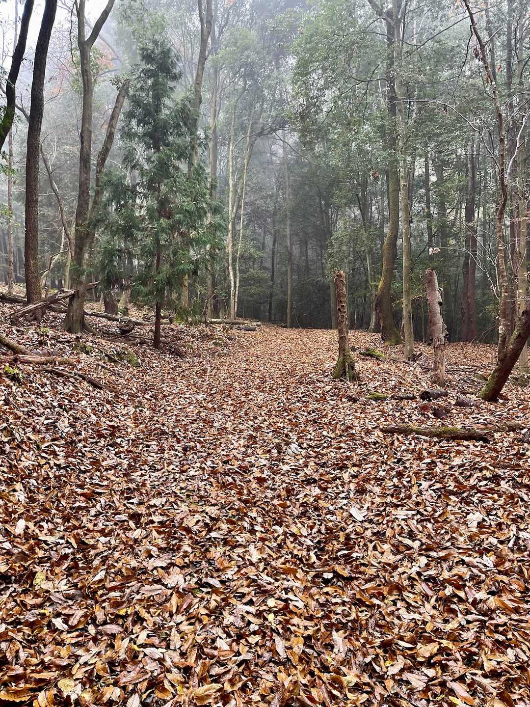 行者山登り口-行者山 往復コースの写真