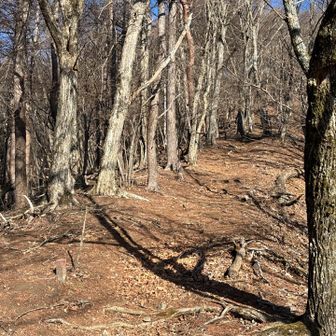 道はきれいに整備されていますが、結構急登です。