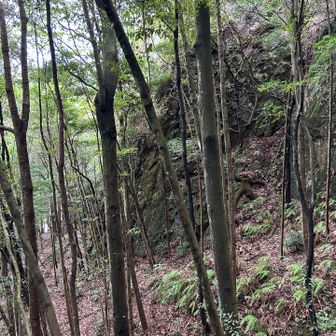 こんな感じの樹林帯
