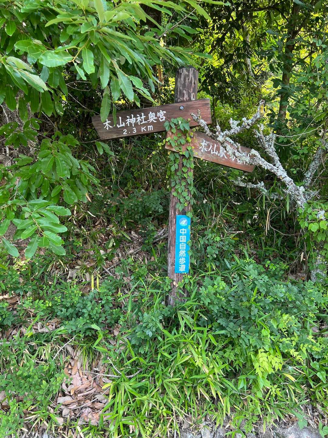 木野山神社-木野山 往復コースの写真