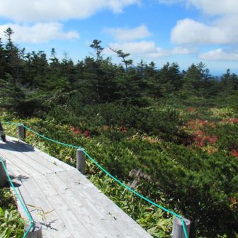田ノ原湿原は、ハイマツやシラビソに囲まれていて草地は意外と少ないです