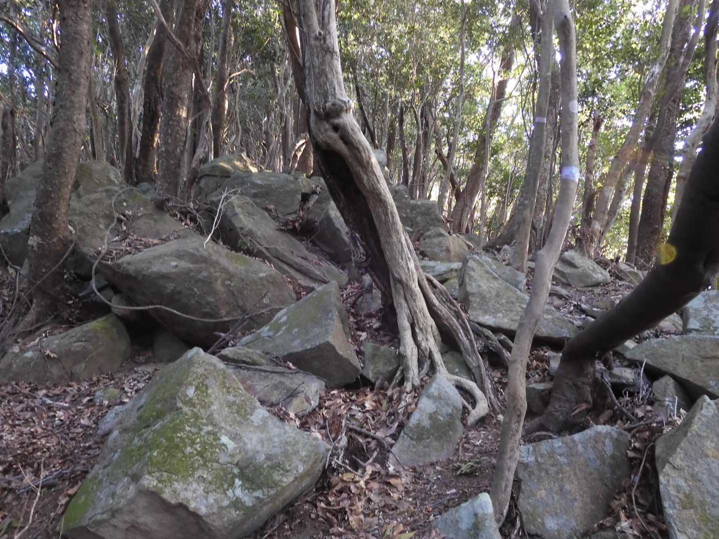 岩が多くなってくる...