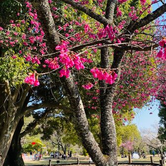 春ですね☘️🌸
