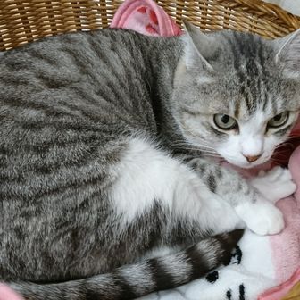 ぶりーばー